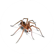 Spiders
