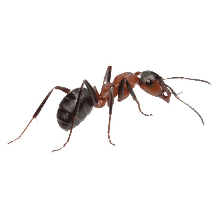 Carpenter ants