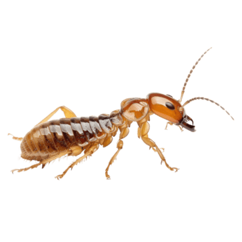 Termites