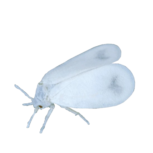 Whitefly